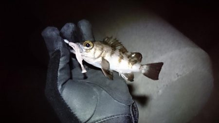 極寒メバリング