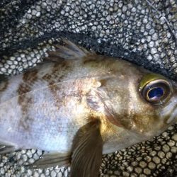 今夜のメバルは渋渋です