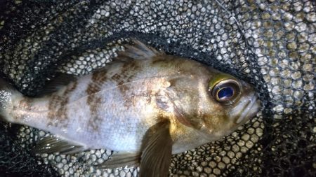 今夜のメバルは渋渋です