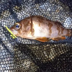 潮の流れに翻弄されました