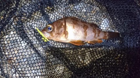 潮の流れに翻弄されました