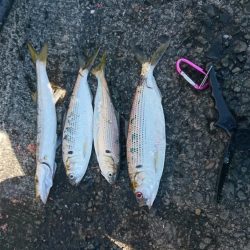 引っかけ 泳がせ