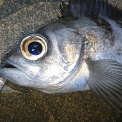 今夜もプラッキング