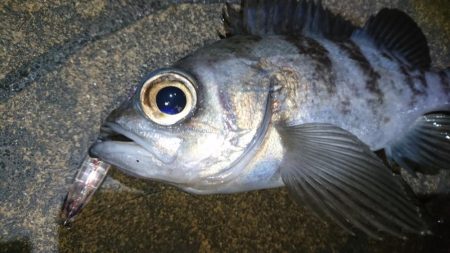 今夜もプラッキング