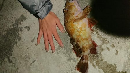 夕まづめで大型ガシラ！！