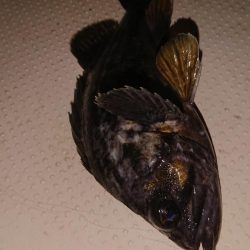 ボートフィッシング