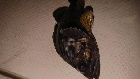 ボートフィッシング