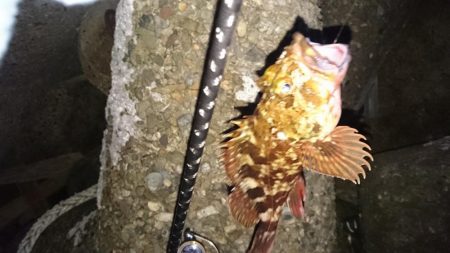 仕事終わりにメバリング!