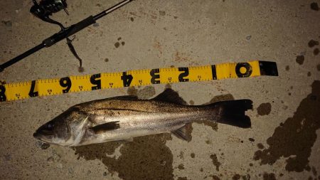 えっとぶりのシーバス