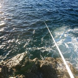 方座浦でグレ釣り