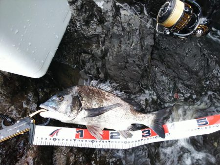 ショア、ルアー、チヌ