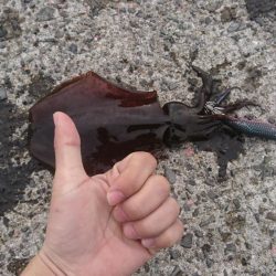 胴体25センチアオリイカ