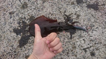 胴体25センチアオリイカ