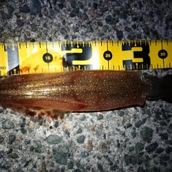 ヤリイカエギング