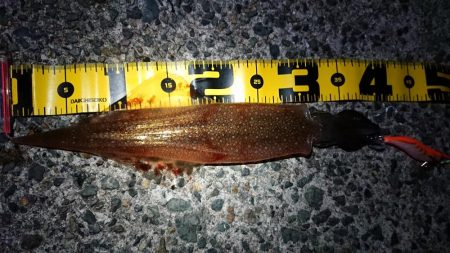 ヤリイカエギング