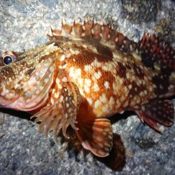 メバル狙いでしたが…