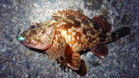 メバル狙いでしたが…