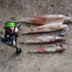 ヤリイカエギング