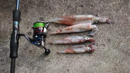 ヤリイカエギング