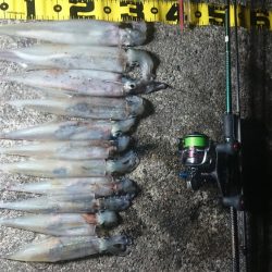 仕事終わりヤリイカ狙い