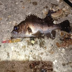 爆風メバルプラッキング