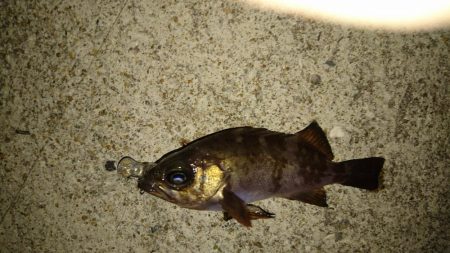 プラグオンリー