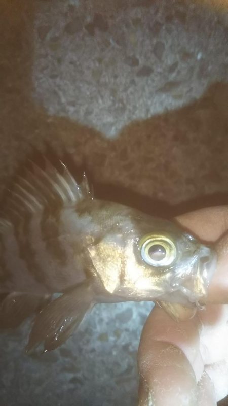 爆風メバリング