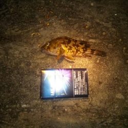 あけおめ 初釣り