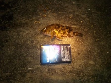 あけおめ 初釣り