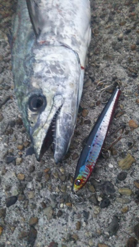 なんとか釣れた❗࿠…