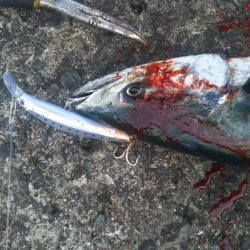 サワラ  いわしました