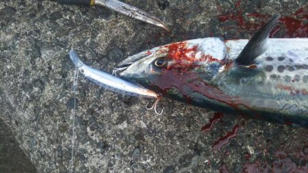 サワラ  いわしました