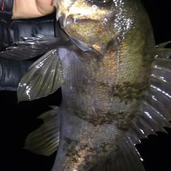 明石メバル好釣