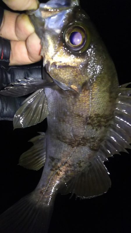 明石メバル好釣