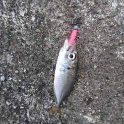 アジ、アナハゼ、アイナメ、メバル、ガシラ、アナゴ。6目達成。