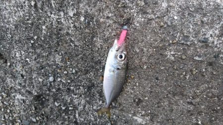 アジ、アナハゼ、アイナメ、メバル、ガシラ、アナゴ。6目達成。