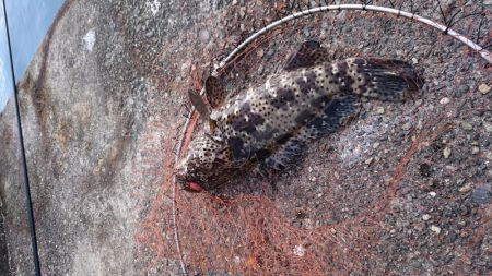 カサゴ釣りがクエ釣りになった❗…