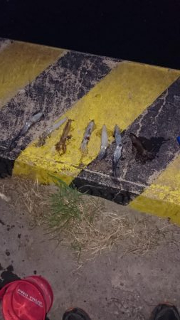 ヒイカエギング