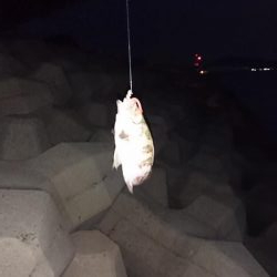 妻鹿漁港、メバリング