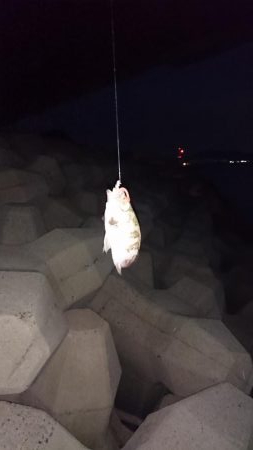 妻鹿漁港、メバリング