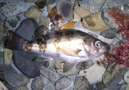 渋めのメバリング