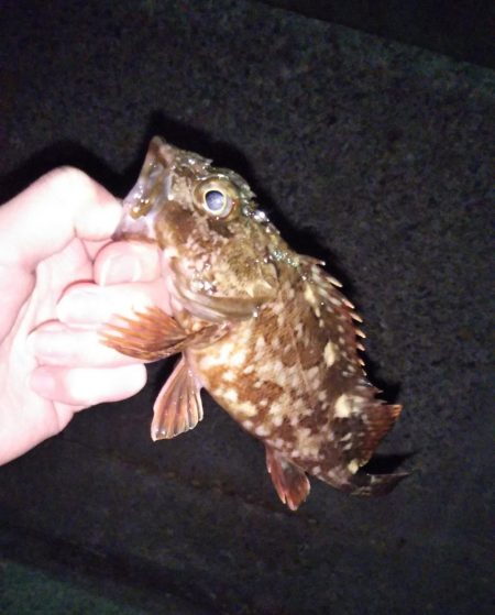 渋くても釣れる根魚