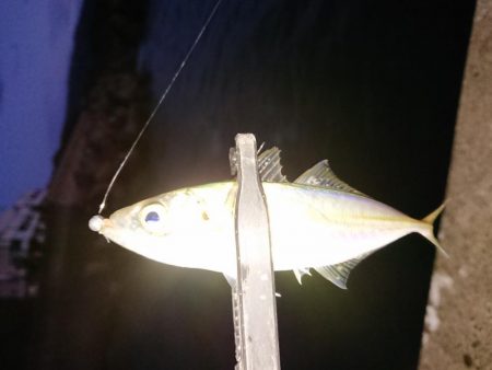 ちょこっと初釣り