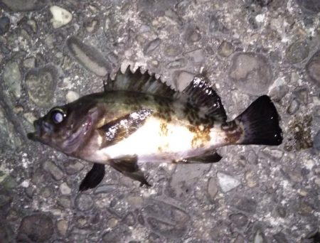 メバルのサイトフィッシング