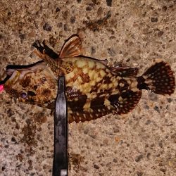 ガッシー入れ食い