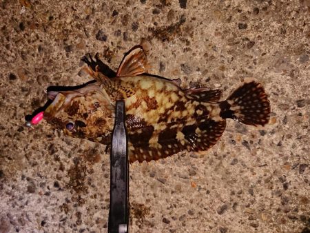 ガッシー入れ食い