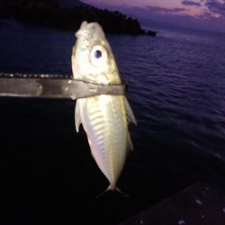 カサゴ自己記録更新