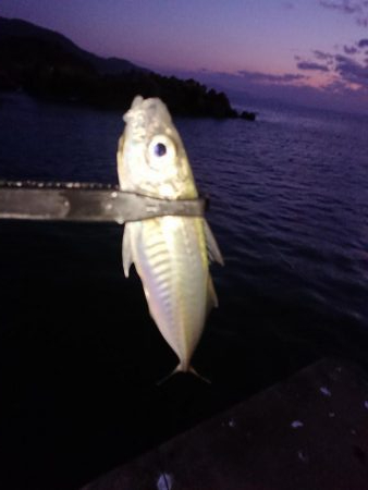 カサゴ自己記録更新