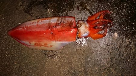 エギング記録更新