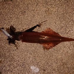 まだ渋いヤリイカ